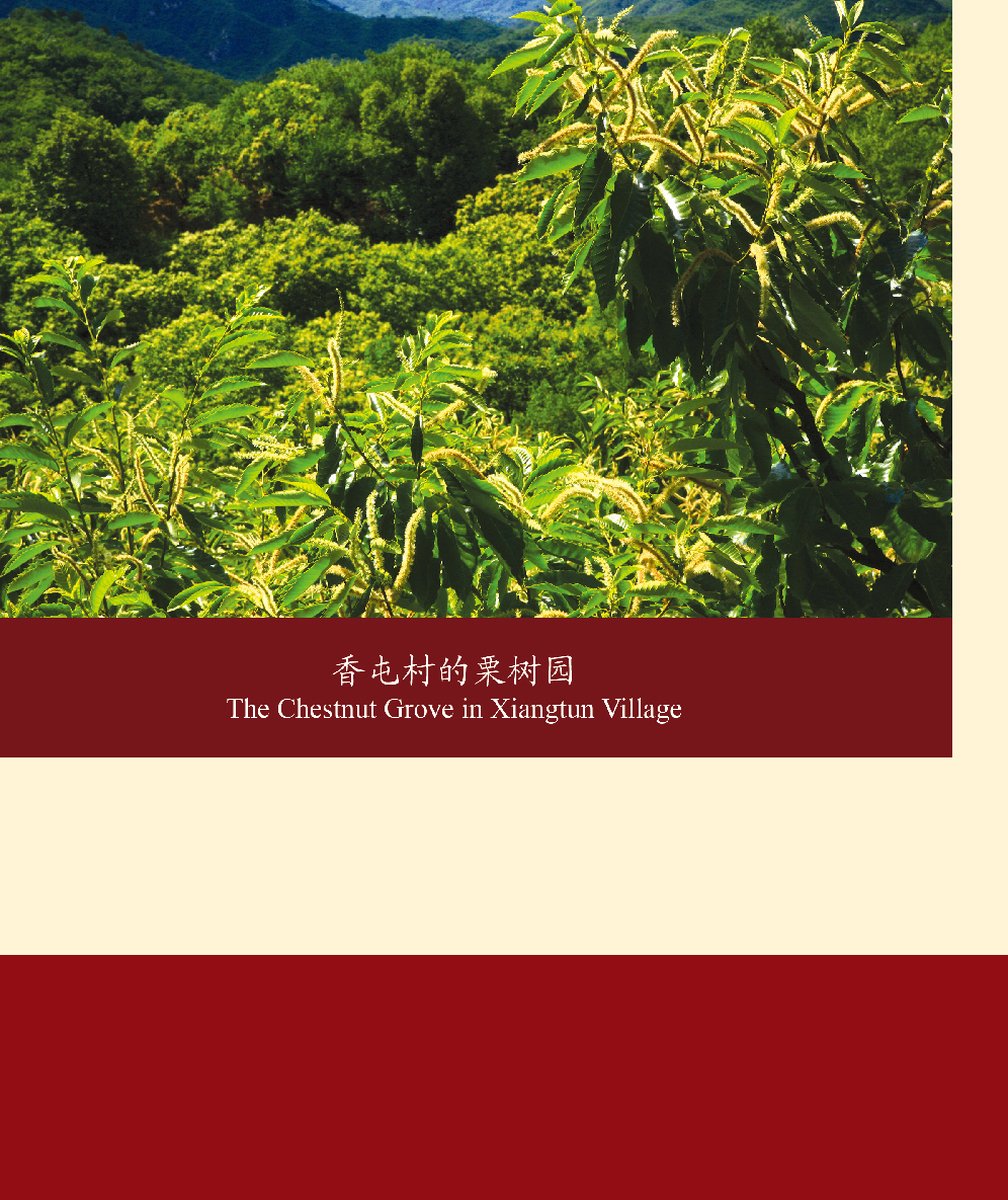 香屯村板栗林